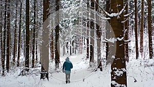 Man with blue jacket in the winter mountain forest among the huge pine trees. Silhouette of a man walking in fresh snow. Backgroun