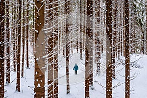 Man with blue jacket in the winter mountain forest among the huge pine trees. Silhouette of a man walking in fresh snow. Backgroun