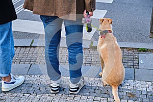 man blue jeans and his dog leash waiting to cross the street