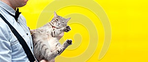 Man in blue shirt, black suspender and bow tie holding grey striped tabby cat in front of yellow background