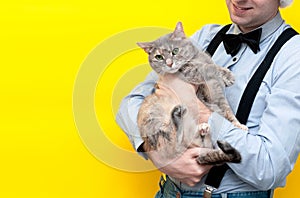 Man in blue shirt and black suspender holding cute tabby grey cat with green eyes on yellow background