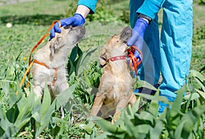 Man in blue veterinary uniform stroking two puppies sitting in the grass