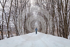 Man in blue walking alone on snow trail under tall tree canopy in winter