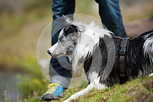Man with a border collie dog
