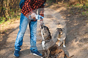 man with bottle helping dog to drink