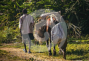 Man and boy accompany horse with goods along road in rural Haiti.