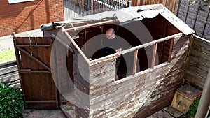 Man is breaking down an old garden shed