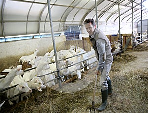 Man breeder with goats in barn working photo