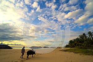 Man brought oxen walking on the beach