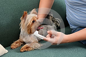 Man brushing dog`s teeth on couch, closeup