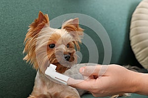 Man brushing dog`s teeth on couch, closeup