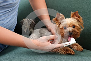 Man brushing dog`s teeth on couch, closeup