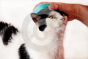 Man is brushing hair and brush cat fur comb of black white cat on table. Cute cat enjoy and happy with her owner.