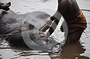 Man brushing and washing a young elefant