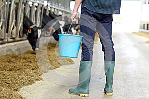 Man with bucket in cowshed on dairy farm