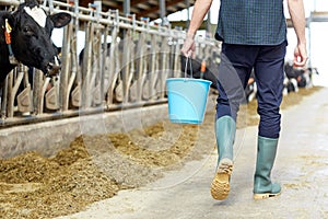 Man with bucket walking in cowshed on dairy farm photo