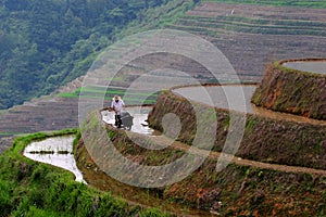 Man and buffalo working on rice terrace