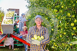 Man with bunch of apples in plantation