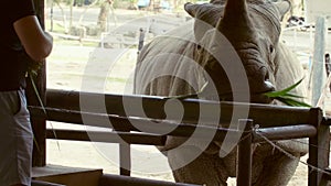 Man with Bunch of Grass in His Arms Feeding the Big Rhino in the Zoo