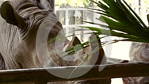 Man with Bunch of Grass in His Arms Feeding the Big Rhino in the Zoo