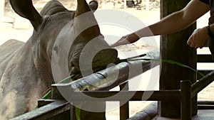 Man with Bunch of Grass in His Arms Feeding and Touch the Big Rhino in the Zoo