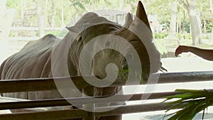 Man with Bunch of Grass in His Arms Feeding and Touch the Big Rhino in the Zoo