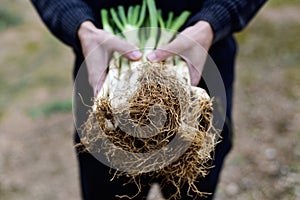 Man with calcots, sweet onions typical of Catalonia, Spain photo