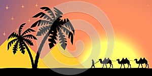 Man on the camel in palm trees at sunset.