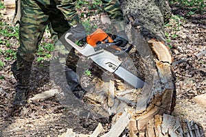 The man in camouflage, boots and gloves saws chainsaw old rotten tree in the forest.