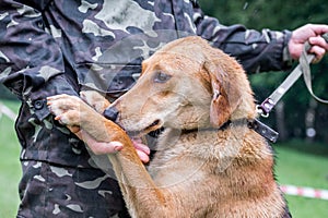 A man in a camouflage uniform with a dog. A man holds a dog`s paw in his hand_