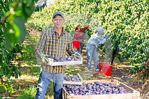 Man standing amongst plum trees with box full of plums