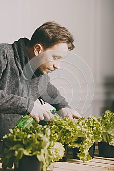 Man is carefully irrigating plants