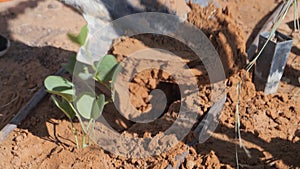 A Man Carefully Planting a plant in the Ground