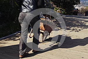 a man carries firewood in a wheelbarrow to heat the house,rear view