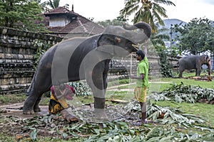 A man carries his child under an elephant within the Temple of the Sacred Tooth Relic complex in Kandy, Sri Lanka.