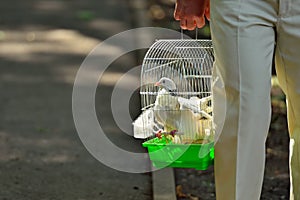 Man carries white doves in an iron cage.