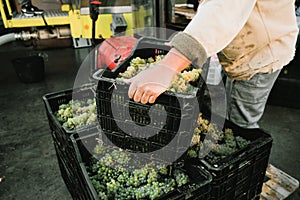 a man carrying boxes with grapes