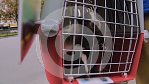 Man carrying cute ferrets to veterinary clinic in cage, domestic animals, pets