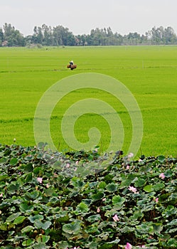 A man carrying goods on the rice field in Tinh Bien, Vietnam