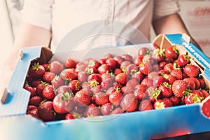 Man carrying a large box of strawberries