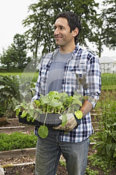 Man Carrying Plants In Field
