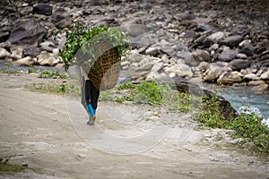 Man carrying plants
