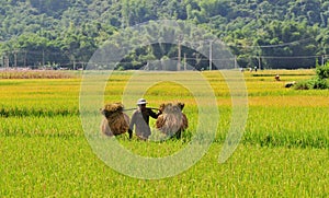 A man carrying rice on terraced rice field in Mu Cang Chai, northern Vietnam