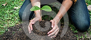 Man carrying a seedling in two hands and planting into the soil in the garden while reforestation