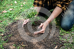 Man carrying seedling in two hands and protection new growing seedling to planting into soil in the garden