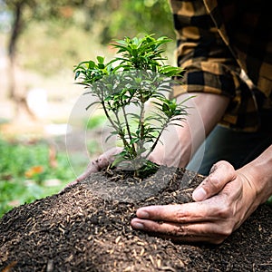 Man carrying seedling in two hands and protection new growing seedling to planting into soil in the garden