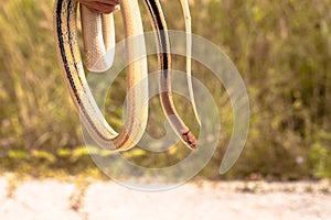 A man catch a cobra by hand