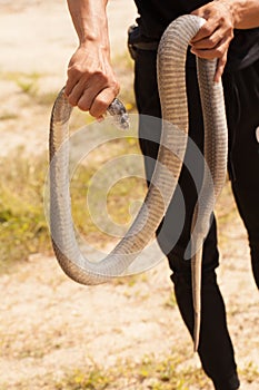 A man catch a cobra by hand