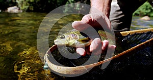 Man catching brown trout in fishing net