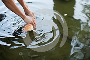 Man catching or releasing koi or carp fish into a pond